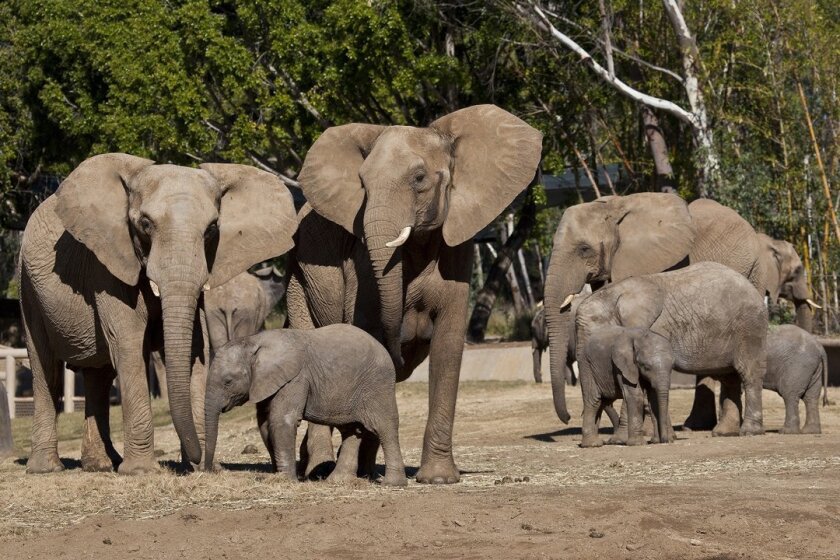 African elephants at the San Diego Safari Park.