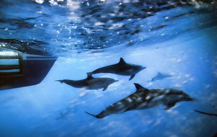 Dolphins swim along the side of a boat off the coast of San Pedro, Calif. 