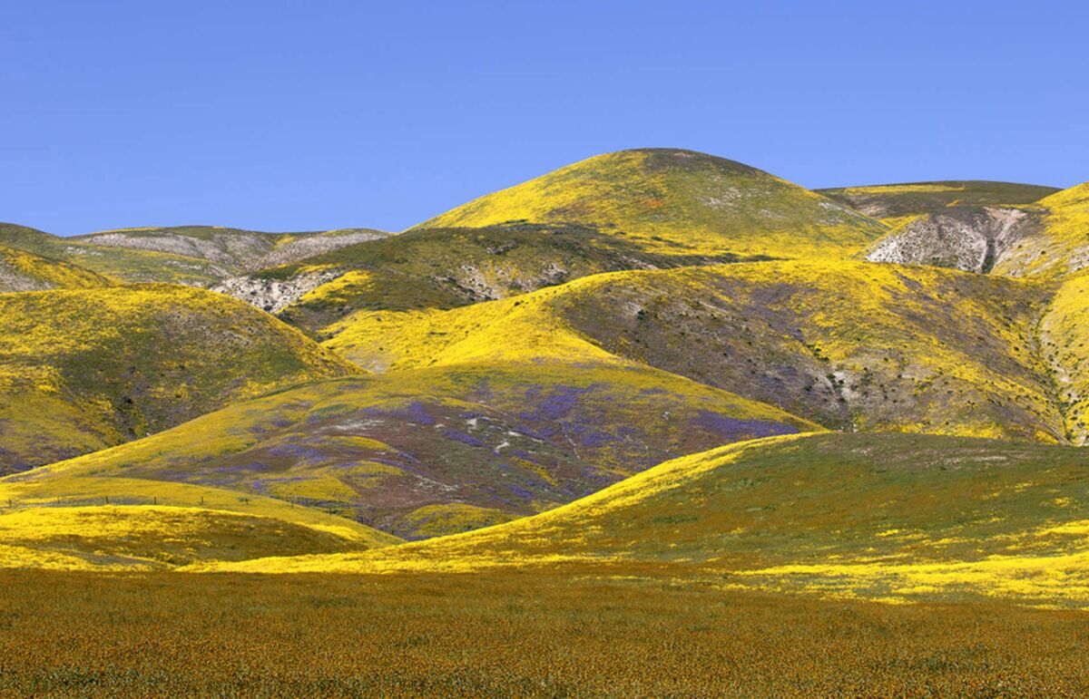 Fields of wildflowers paint the rolling hills yellow, orange and purple near the Carrizo Plain National Monument 