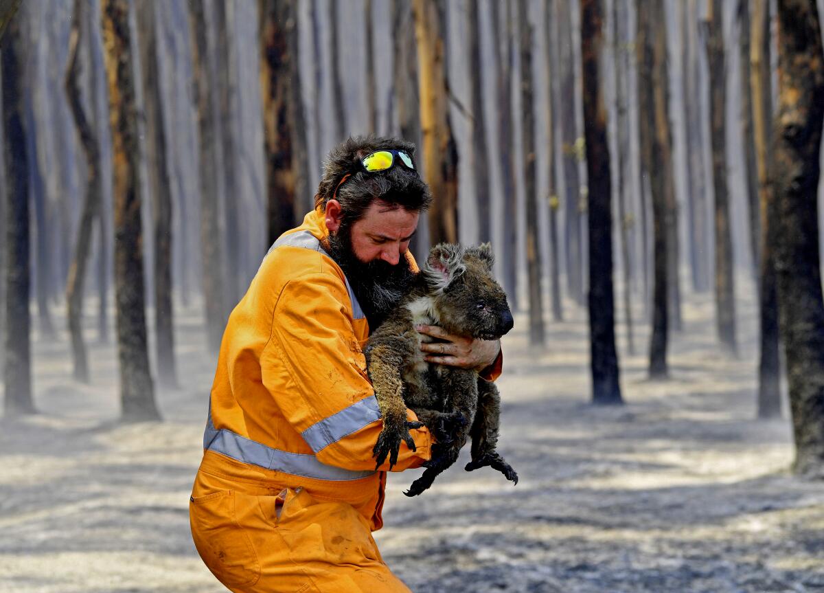 Adelaide wildlife rescuer Simon Adamczyk holds a koala in a burning forest near Cape Borda on Kangaroo Island in January.