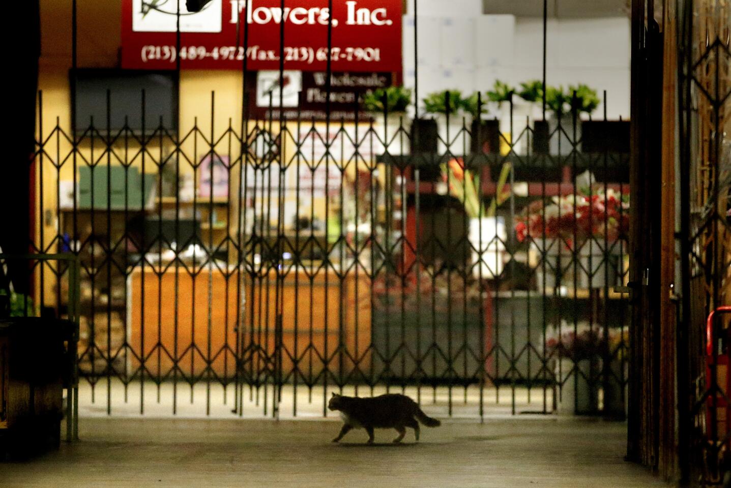 Several hours after the customers and merchants have gone home and the lights are dim, the cats start their patrol in the Los Angeles Flower Market June 25, 2015. The Working Cats program is using unsocialized "feral" cats in a program to keep rodents away from the market.