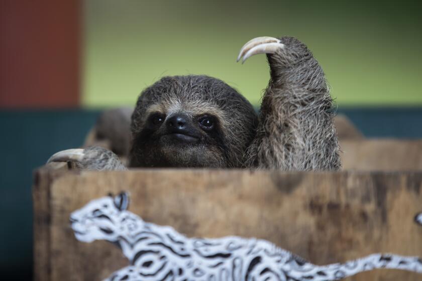 A young sloth named Gloria, that was rescued after being stolen from the wild destined for trafficking, peeks out of the box it is being taken to be released at the city's Botanical Garden in Rio de Janeiro, Brazil, Monday, March 13, 2023. Gloria was cared for by the Free Life Institute NGO that rehabilitates injured wildlife found in the surrounding Rio area and returns them, when possible, back to the wild. Those that are too injured to be released are sent to other rehab centers or sanctuaries to live out their lives in protected environments. (AP Photo/Bruna Prado)