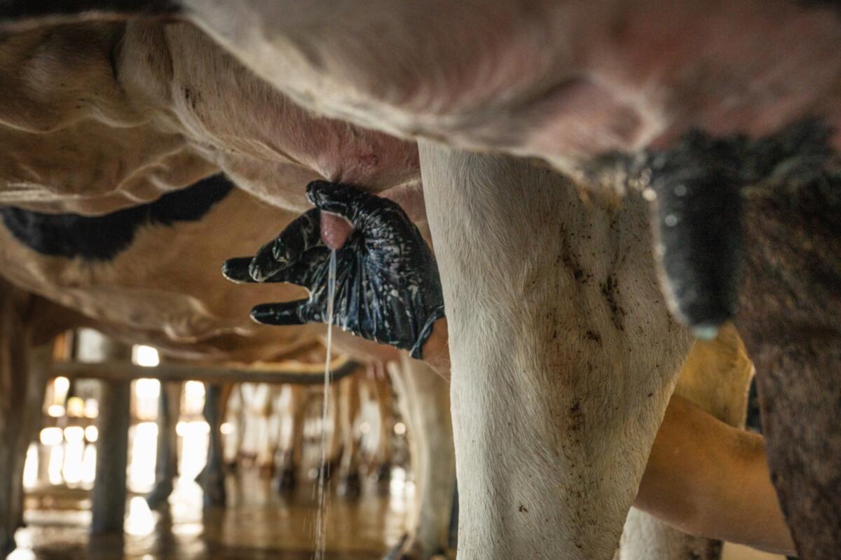 Carlos Rodriguez squeezes a cows teat to check the quality of the milk coming out of it.
