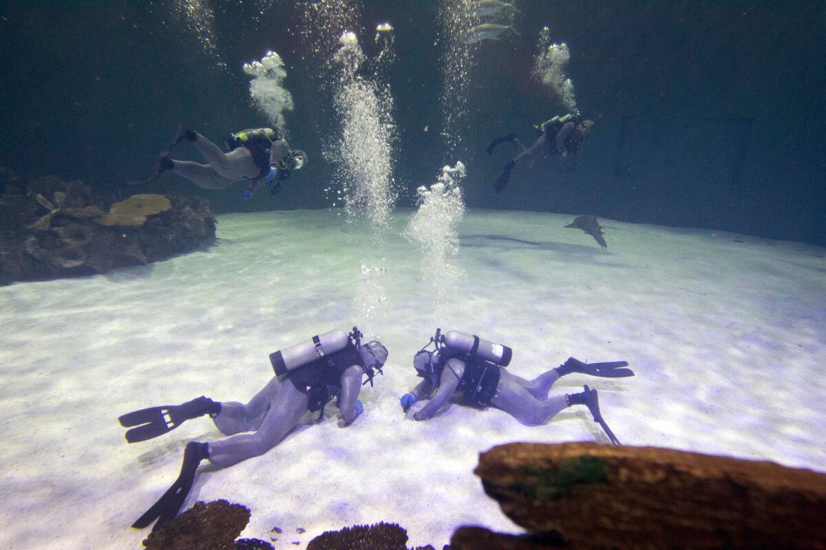 Divers "fluff the sand," smoothing and leveling the sand so it uniformly covers the bottom, during a maintenance dive in the Shark Reef Aquarium earlier this month at Mandalay Bay in Las Vegas.
