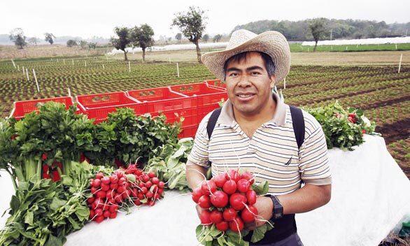 Wal-Mart grower in Guatemala