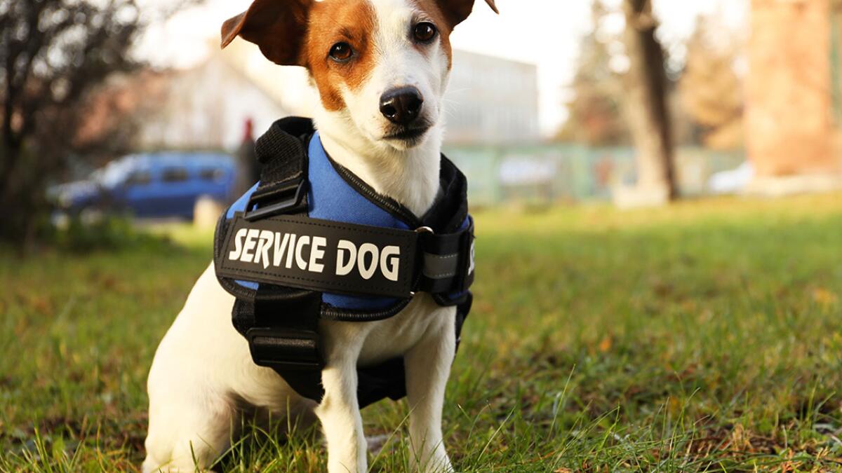 Is a Service Dog a Tax Deduction? Essential Guide 2025