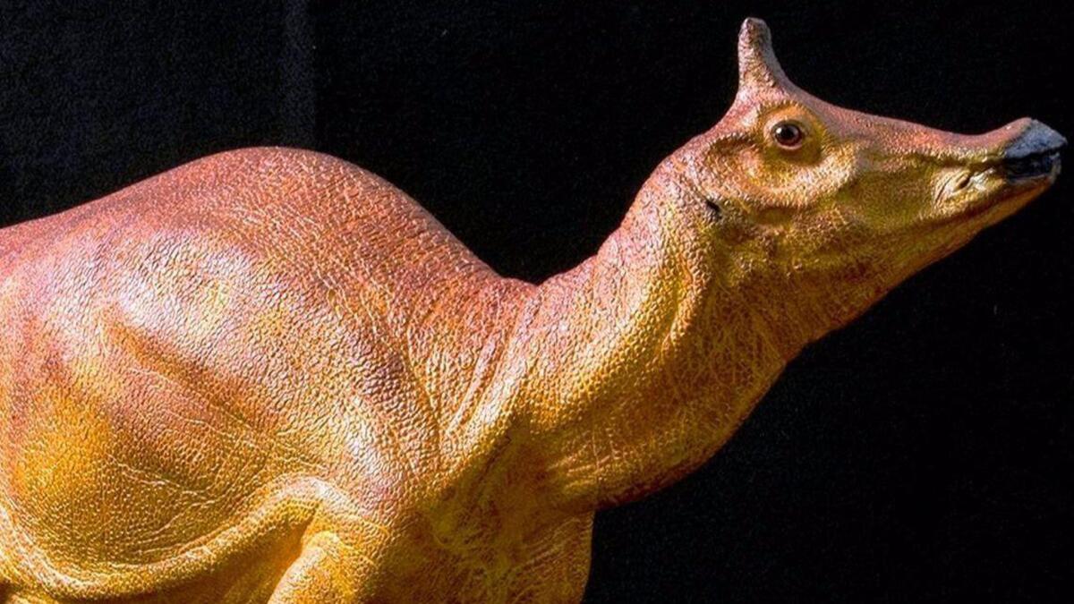Jerry Brown signed a bill making Augustynolophus morrisi the official dinosaur of the Golden State.