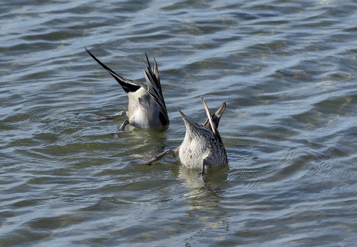 Ducks bob for food at the Bolsa Chica Ecological Reserve.