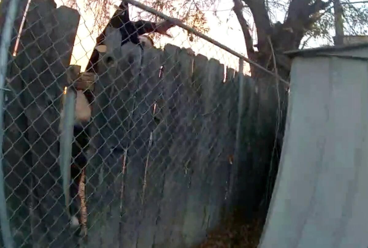 A still from body-camera footage shows a man tumbling over a chain-link fence lined with wood panels