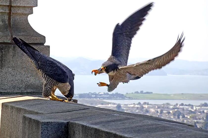 Peregrine falcons Annie and Grinnell atop the Campanile tower at UC Berkeley captured on the CalFalcons nest cam. (Courtesy CalFalcon)