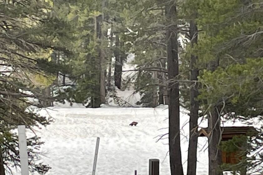 The California Department of Fish and Wildlife has confirmed that multiple sightings of what is believed to be the same wolverine occurred in May in the Eastern Sierra Nevada mountains. Two sightings were in the Inyo National Forest in Inyo and Mono counties. A third sighting occurred in Yosemite National Park in Tuolumne County. Images and video of the wolverine, taken in May 2023 by separate individuals in different locations, were sent to CDFW for analysis, which consulted with wolverine experts from the U.S. Forest Service. Scientists identified the animal as a wolverine by its size, body proportion, coloration and movement patterns. CDFW field teams then confirmed the sighting locations through coordinates imbedded in the photos and video. (California Department of Fish and Wildlife)