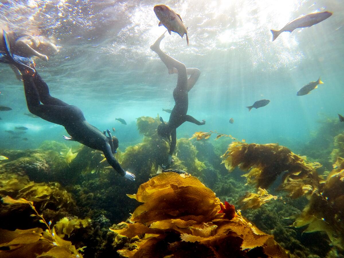 Beachgoers snorkel amidst the fish at Casino Point Dive Park on a summer day.