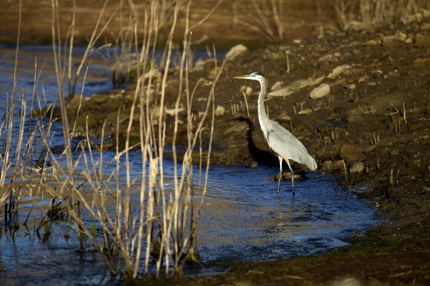 Blue heron