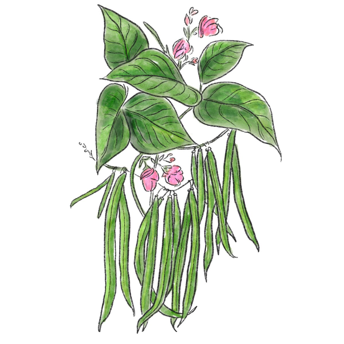An illustration of green beans growing on plants with leaves and flowers 