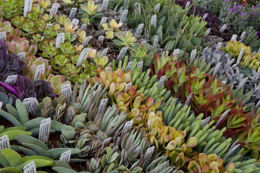 Succulent assortment.jpg