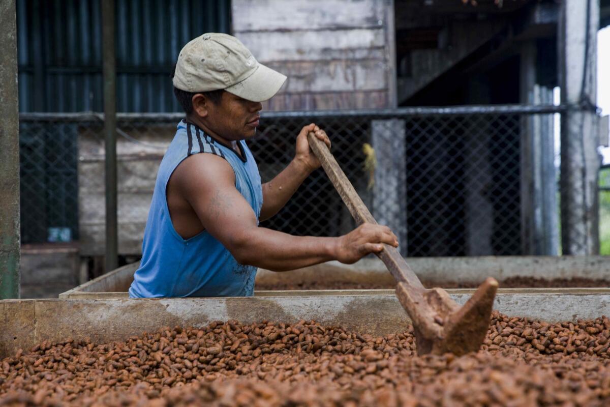 Los cacaoteros de Centroamérica apelan a la calidad para sobrevivir a la pandemia