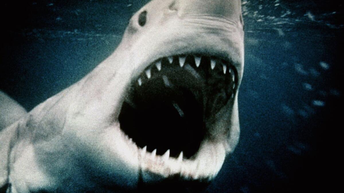 A hungry Great White shark opens wide in a scene from the 1975 movie "Jaws."