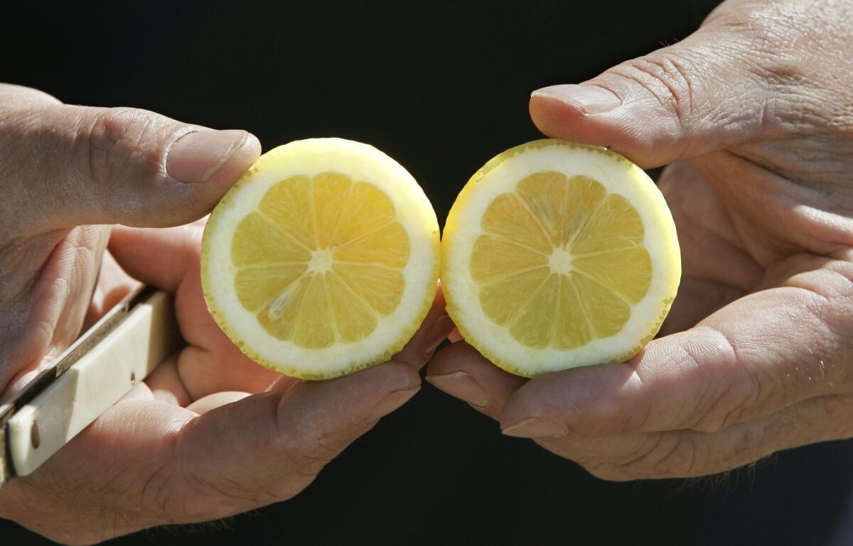 Here, Scott McIntyre holds a Eureka lemon, the more common grocery store variety. — Charlie Neuman / UNION-TRIBUNE