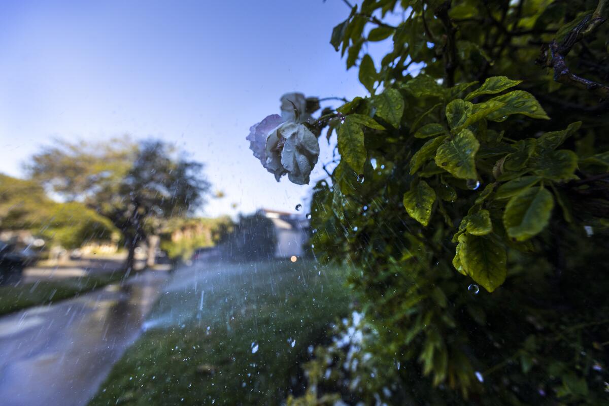 Sprinklers water the grass and flowers on a lawn in the Beverlywood neighborhood of Los Angeles on June 1, 2022. 