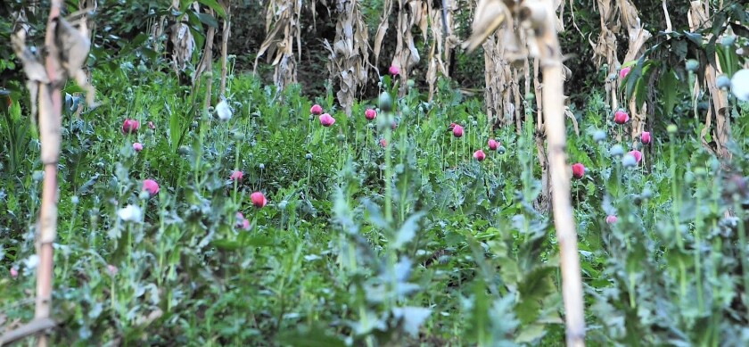 Small opium poppy "gardens" in Guerrero, Mexico, offer farmers a livelihood in an area where there is no other source of work.