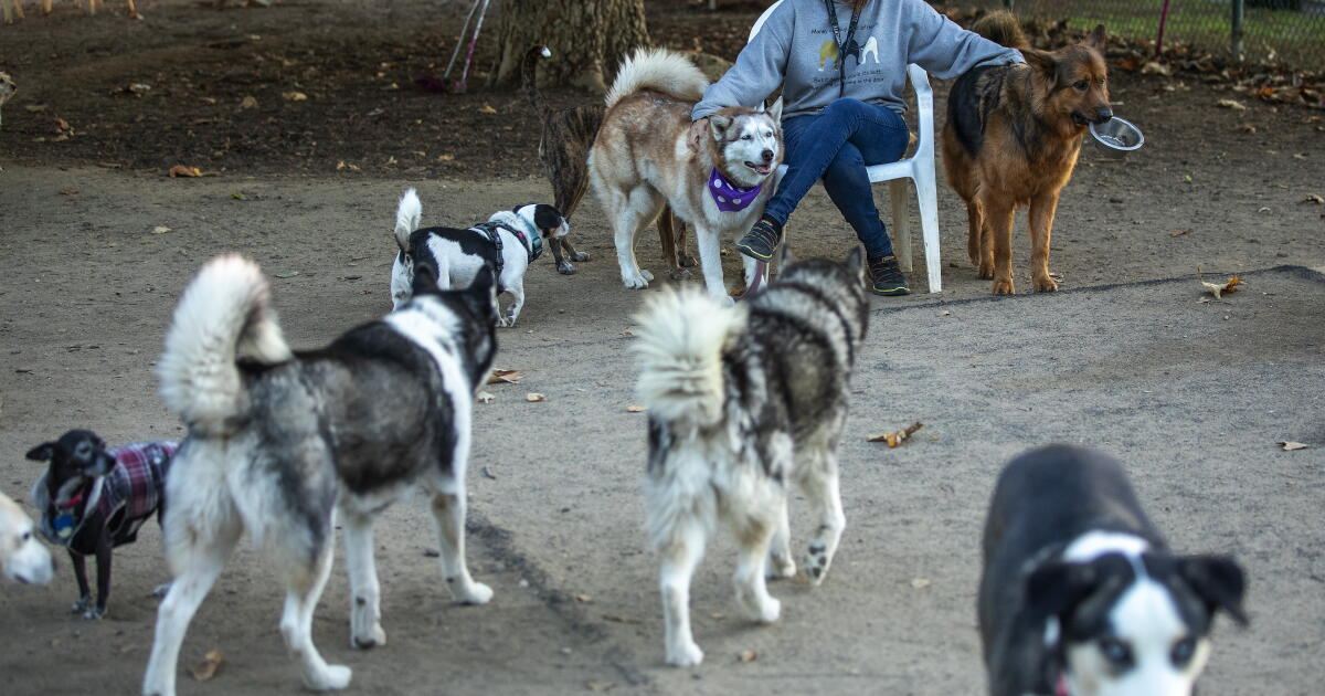 Hayır öylece gelip çok tatlı köpeğimi sevemezsin