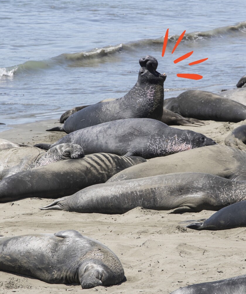 Elephants seals loll on the sand.
