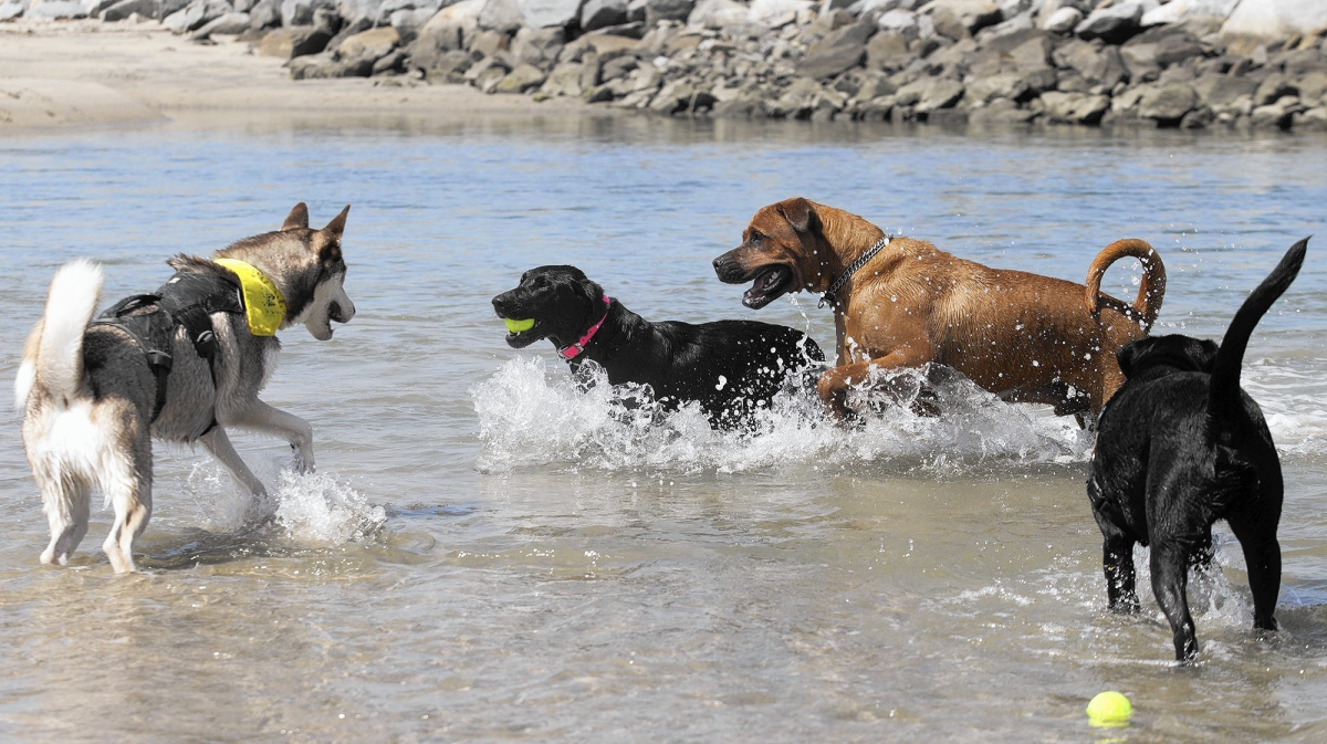 Dogs play off leash at a beach near the Newport Beach and Huntington Beach border.