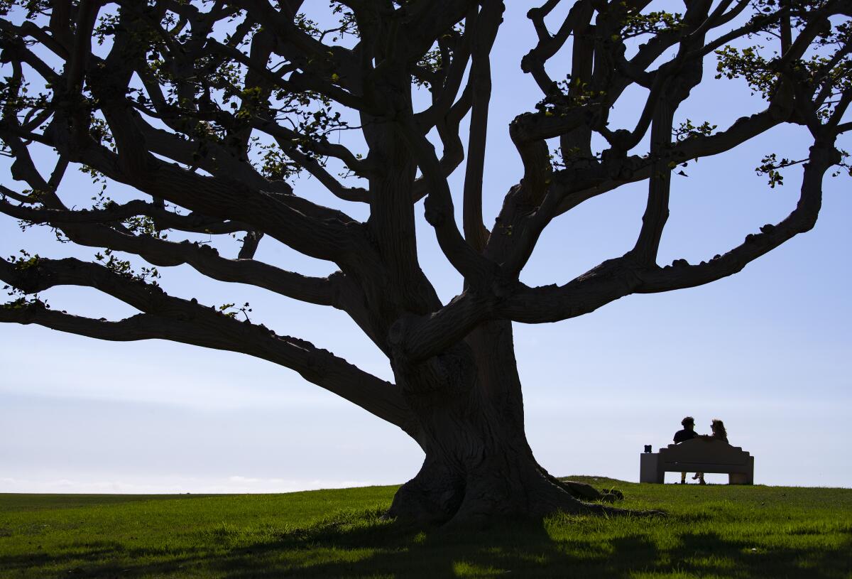 A couple enjoys an ocean view from a bench on the lawn at Pepperdine University. A big tree is also shown.