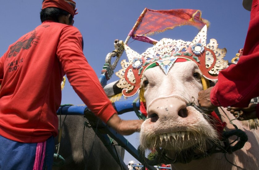 A Balinese handler pulls his buffalos out of the venue after a buffalo race in Jembrana, Bali, Indonesia, Sunday, Sept. 13, 2009. Called "makepung" by local residents, the event has been held annually for generations in Jembrana on the Indonesian island of Bali. The race originally started among farmers on their spare time during the harvest season.