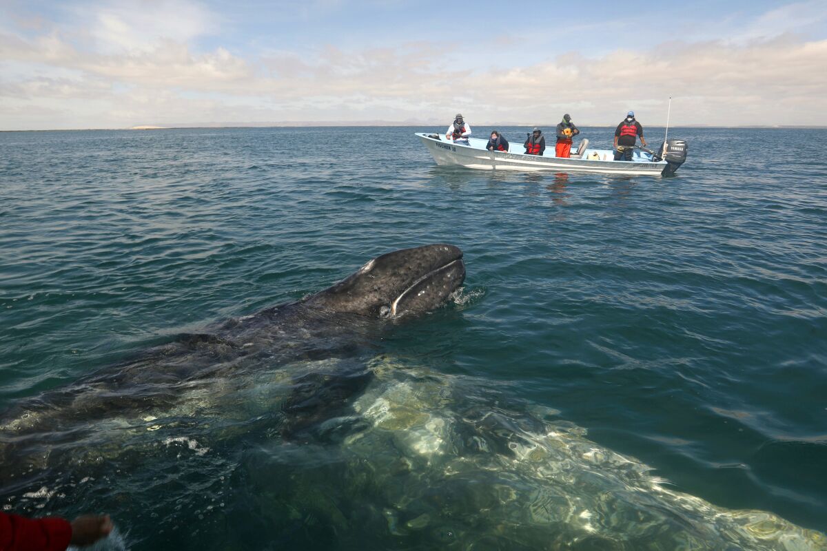 A small boat with five people observed as a gray whale calf and its mother surface.