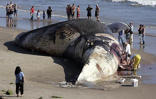 Marine researchers examine the 70-foot carcass of a blue whale at Hobson Beach Park north of Ventura. The whales have been migrating through the Santa Barbara Channel.