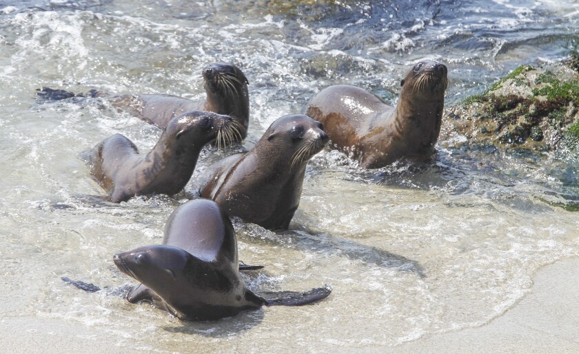 Sea lion pups at a rookery at Boomer Beach next to Point La Jolla
