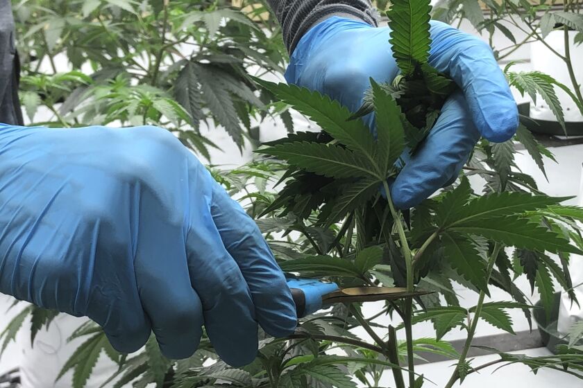 Joy Panyanouvong, de Doc & Yeti Urban Farms, un productor autorizado de cannabis, poda plantas de marihuana en Tumwater, Washington, 15 de marzo de 2023. (AP Foto/Eugene Johnson)