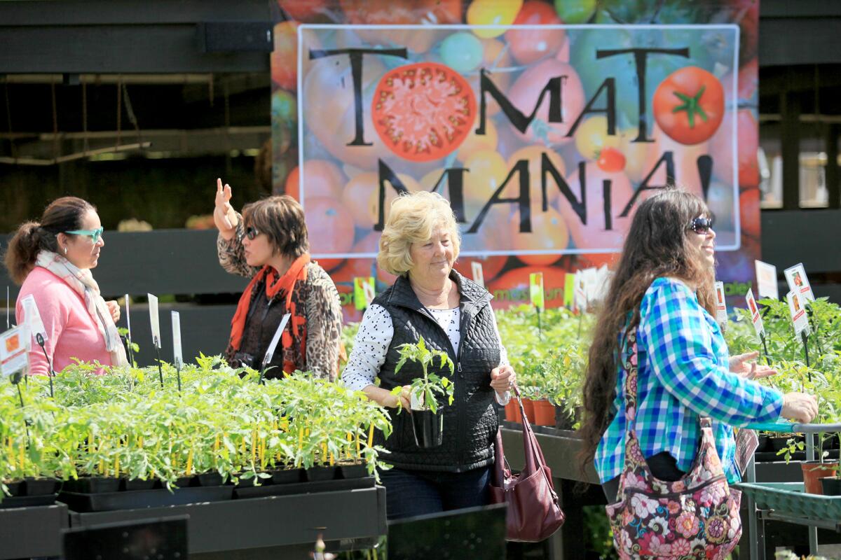 TomatoMania, pictured in 2014, will return to Roger's Gardens in Corona del Mar from Feb. 28 to March 8 with more than 200 varieties of tomato plants.