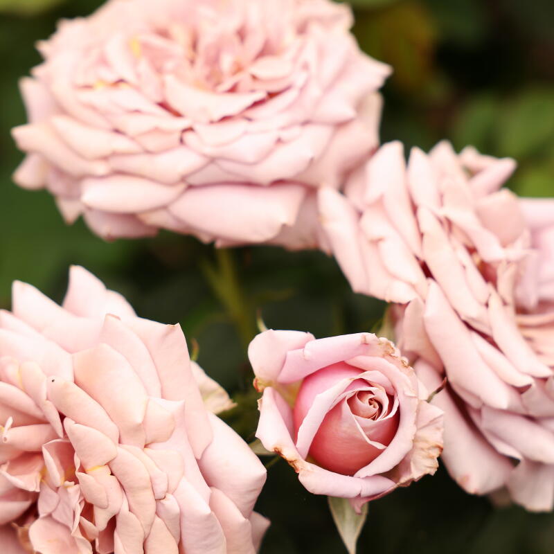Mocoloc Roses An empty L.A. lot transforms into a lush water-wise flower farm - Los ...