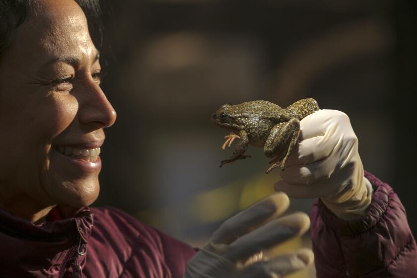 WRIGHTWOOD, CA - OCTOBER 29: USGS biologist Elizabeth Gallegos holds an endangered yellow-legged frog recovered from a fire-ravaged stretch of Little Rock Creek, just off Angeles Crest Highway 2 near Wrightwood in the San Gabriel Mountains. The frog will be released later at an extremely remote creek free of invasive predators and the threat of mudslides off fire-stripped slopes during heavy rains. The effort is part of a multi-agency rescue campaign involving many endangered species in pockets of habitat scattered throughout burned areas of Southern California. Little Rock Creek on Thursday, Oct. 29, 2020 in Wrightwood, CA. (Irfan Khan / Los Angeles Times)