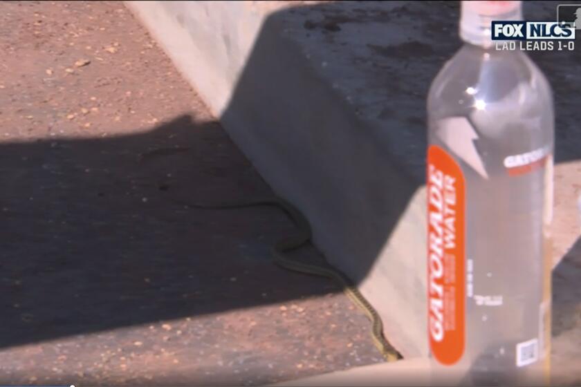 Snake in the Dodger dugout during Monday's game against the Mets