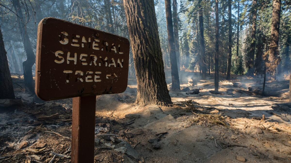 An old sign points the way to the nearby General Sherman Giant Sequoia.
