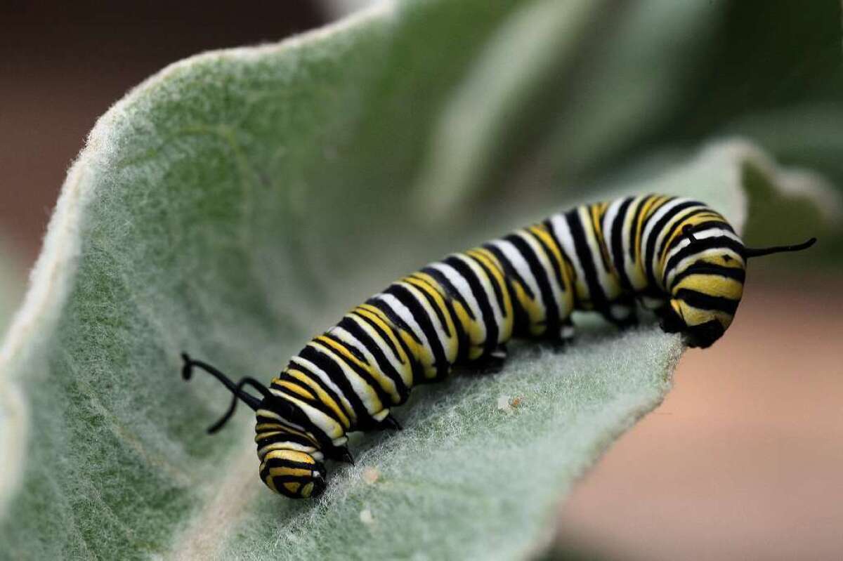Widespread use of the herbicide glyphosate is having a devastating effect on milkweed, the sole source of food for monarch butterfly larvae.