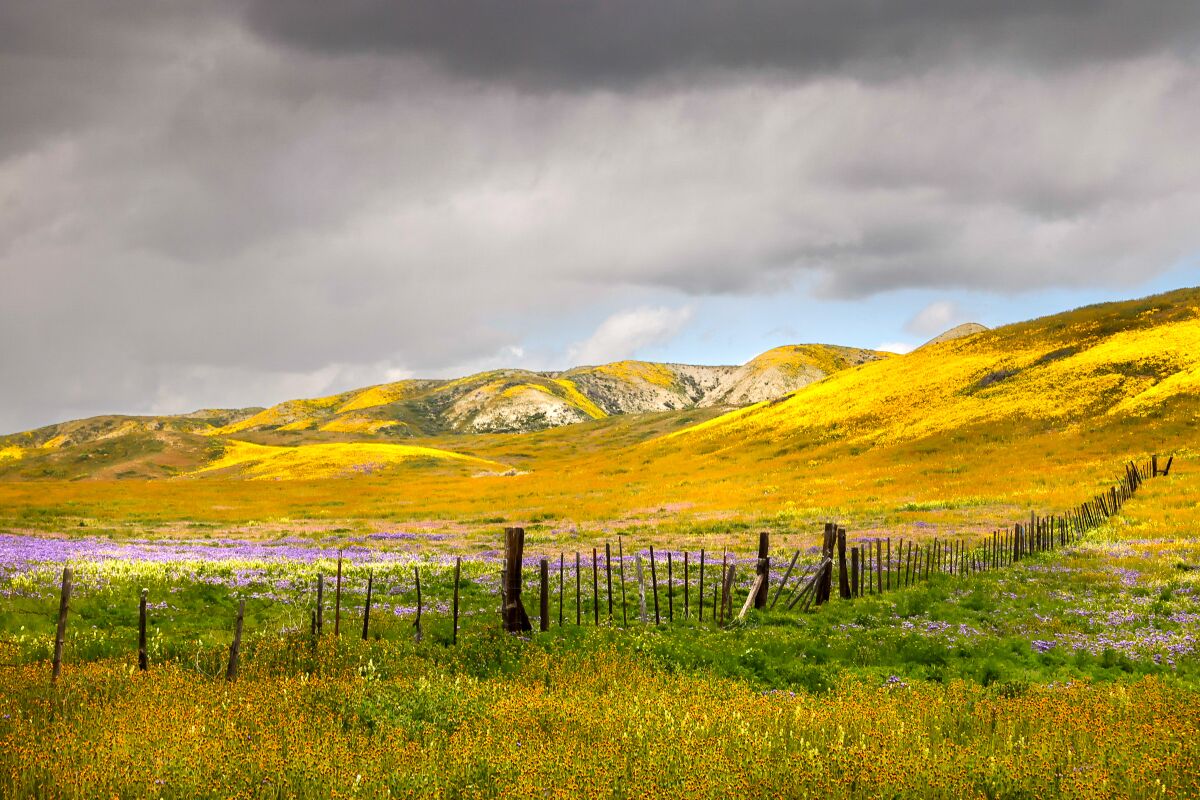 Rolling hills covered in bright yellow and purple wildflowers.