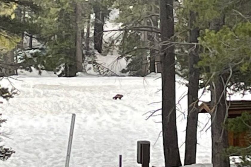 Multiple sightings of what is believed to be the same wolverine occurred in May in the Eastern Sierra Nevada mountains.      