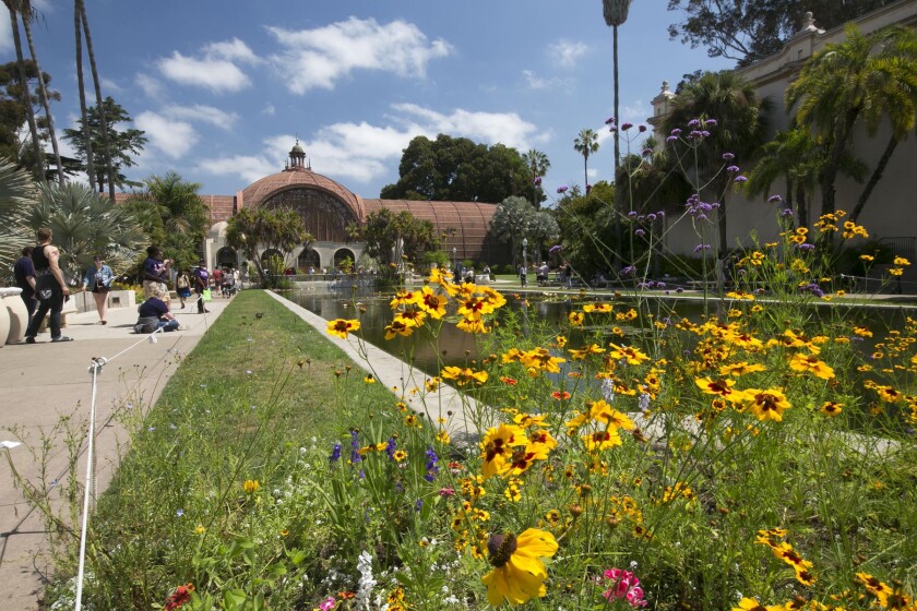 Native plants bloom around Balboa Park and its lily pond and Botanical Building in San Diego.