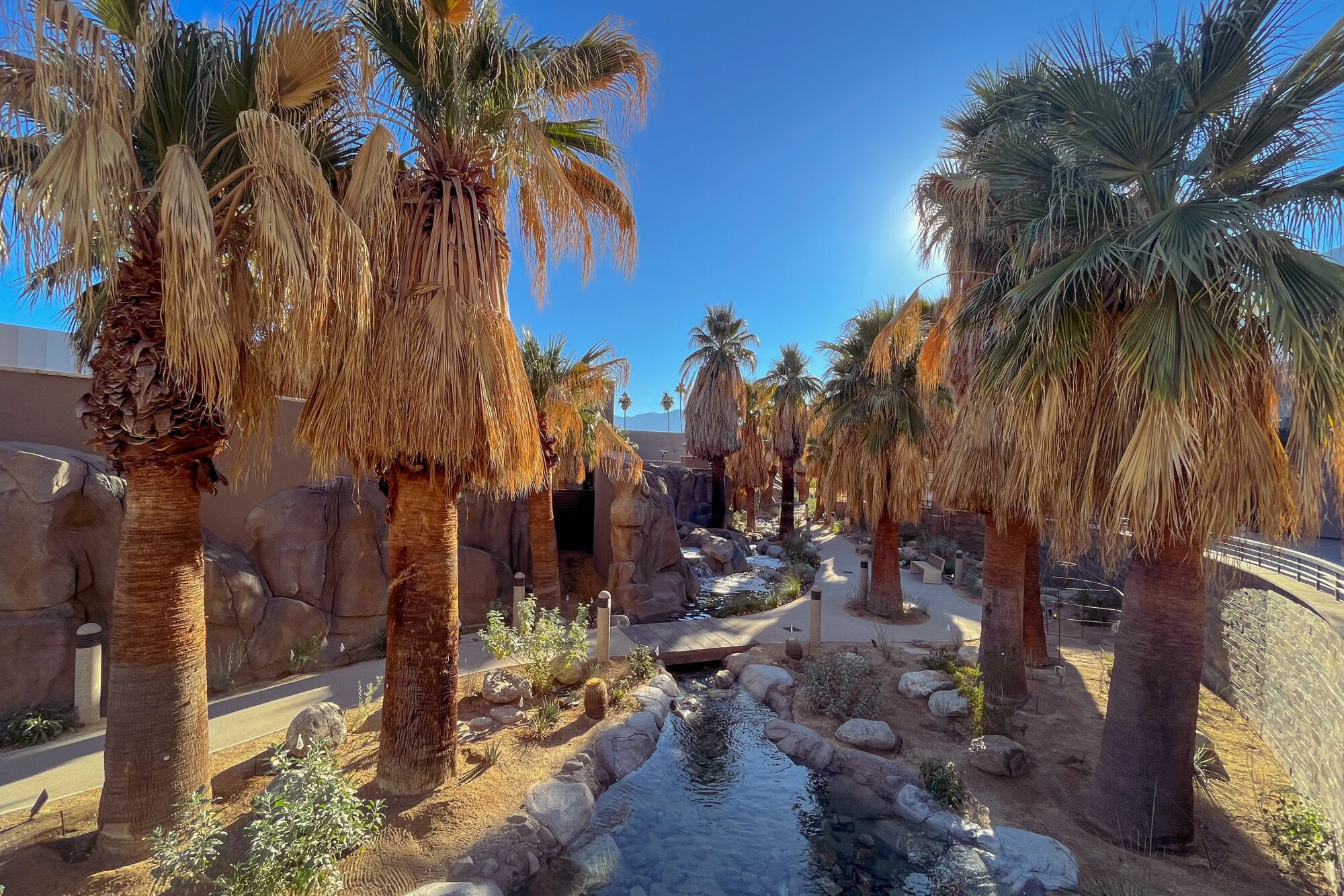 An oasis trail dotted with palm trees
