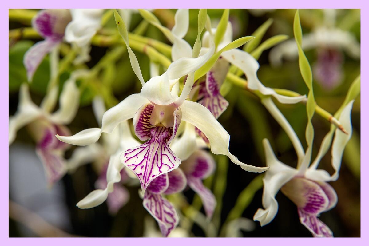 A closeup view of a white and purple orchid bloom