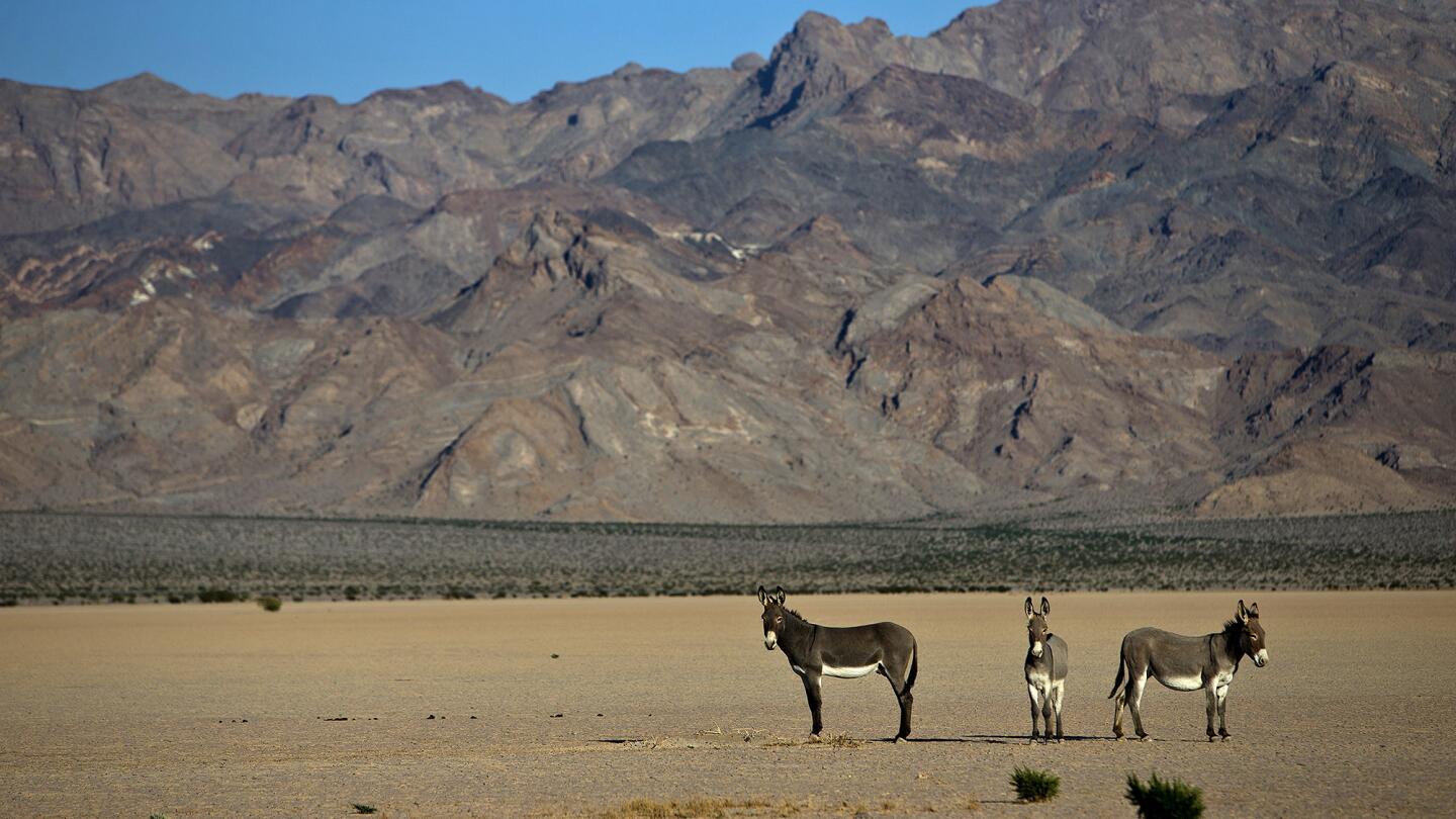 Wild burros stand near a dry lake bed in front of the Silurian Hills.