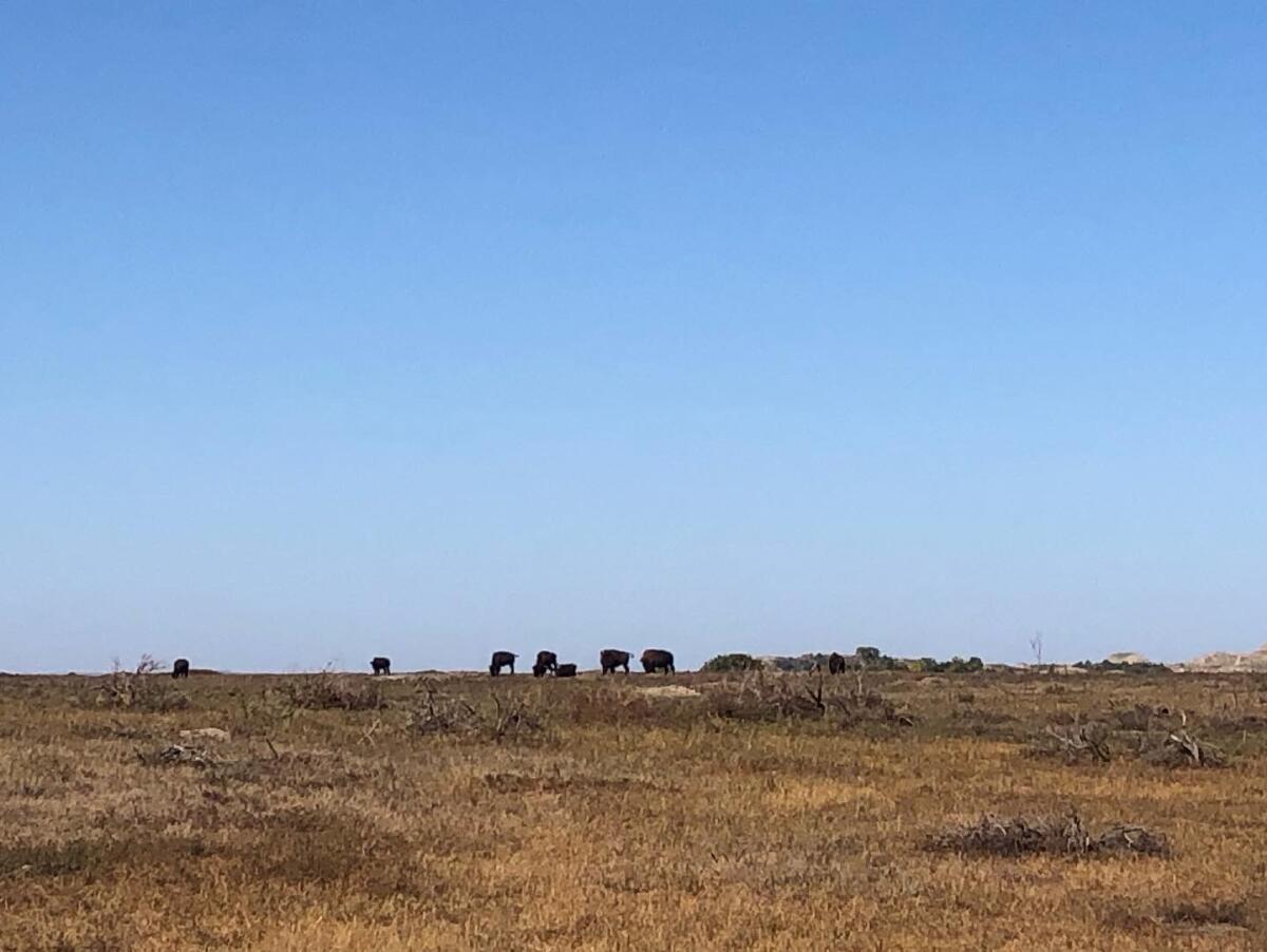 Bison seen in the distance grazing on brown pastures 