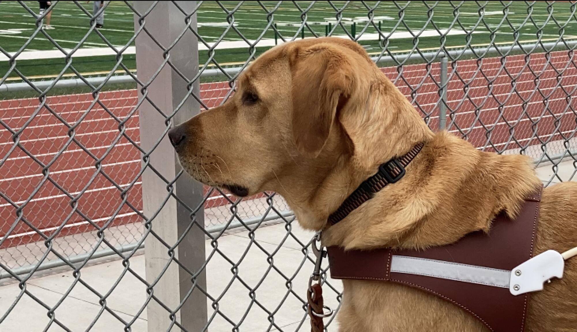 Guide dog Tron enjoys watching Kym Crosby train.