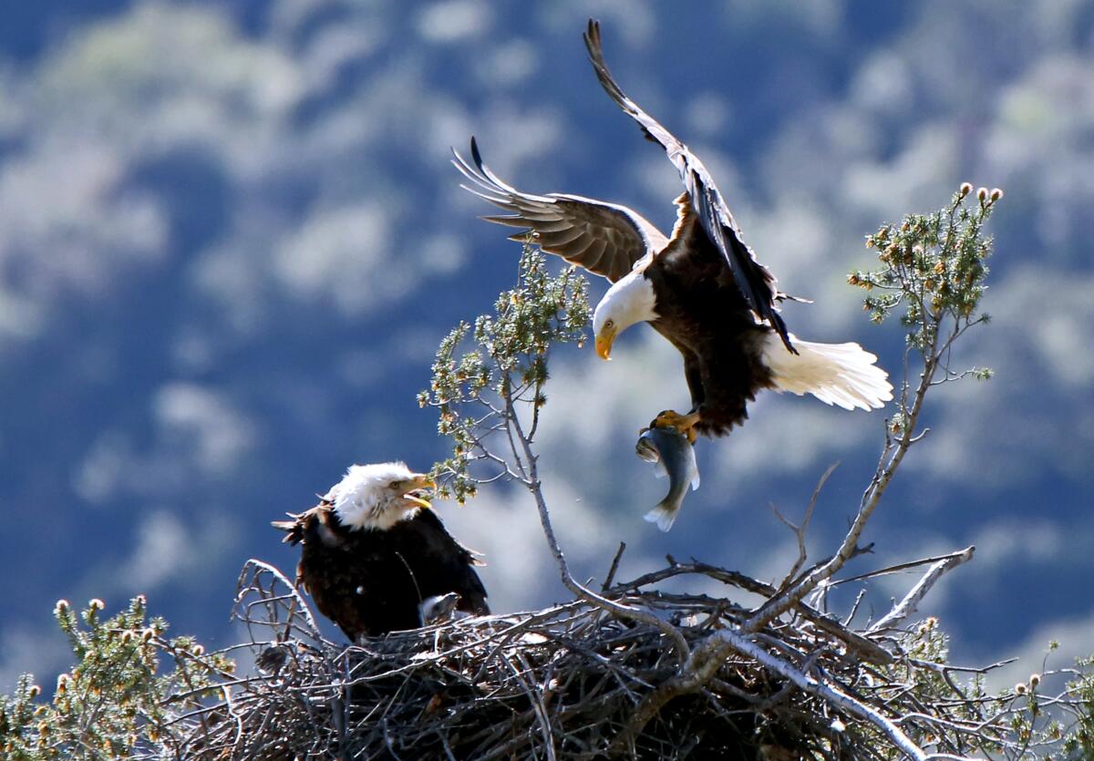 Two bald eagles are shown in their nest at the edge of the San Gabriel Reservoir.