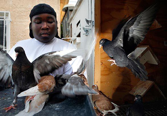 Taisean Washington,16, feeds his roller pigeons in the backyard of his Watts home.