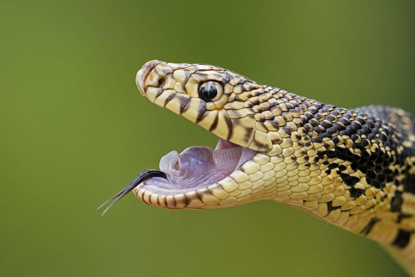 A Louisiana pine snake bluffs in a posture to defend itself against predators, during the release of several of about 100 Louisiana pine snakes, which are a threatened species, in Kisatchie National Forest, La., Friday, May 5, 2023. (AP Photo/Gerald Herbert)